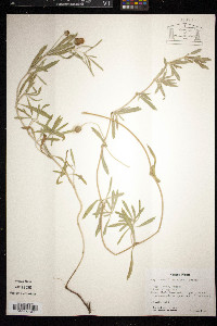 Phyla cuneifolia image
