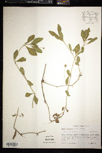 Phyla lanceolata image