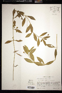 Phyla lanceolata image