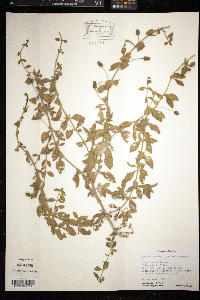 Phyla lanceolata image