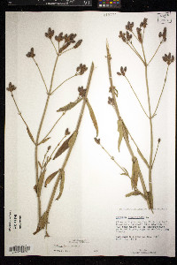 Verbena bonariensis image