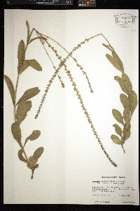 Verbena carnea image