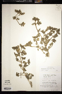 Glandularia pumila image