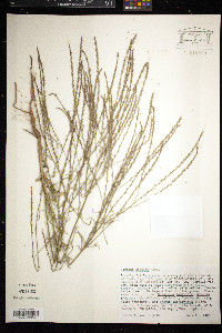 Verbena simplex image