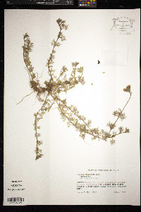 Glandularia pulchella image