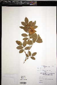 Rosa blanda image