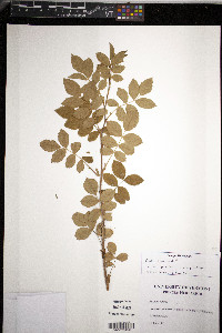 Rosa blanda image