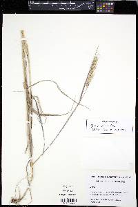Elymus riparius image