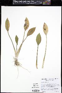 Sagittaria rigida image