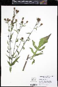 Centaurea nigrescens image