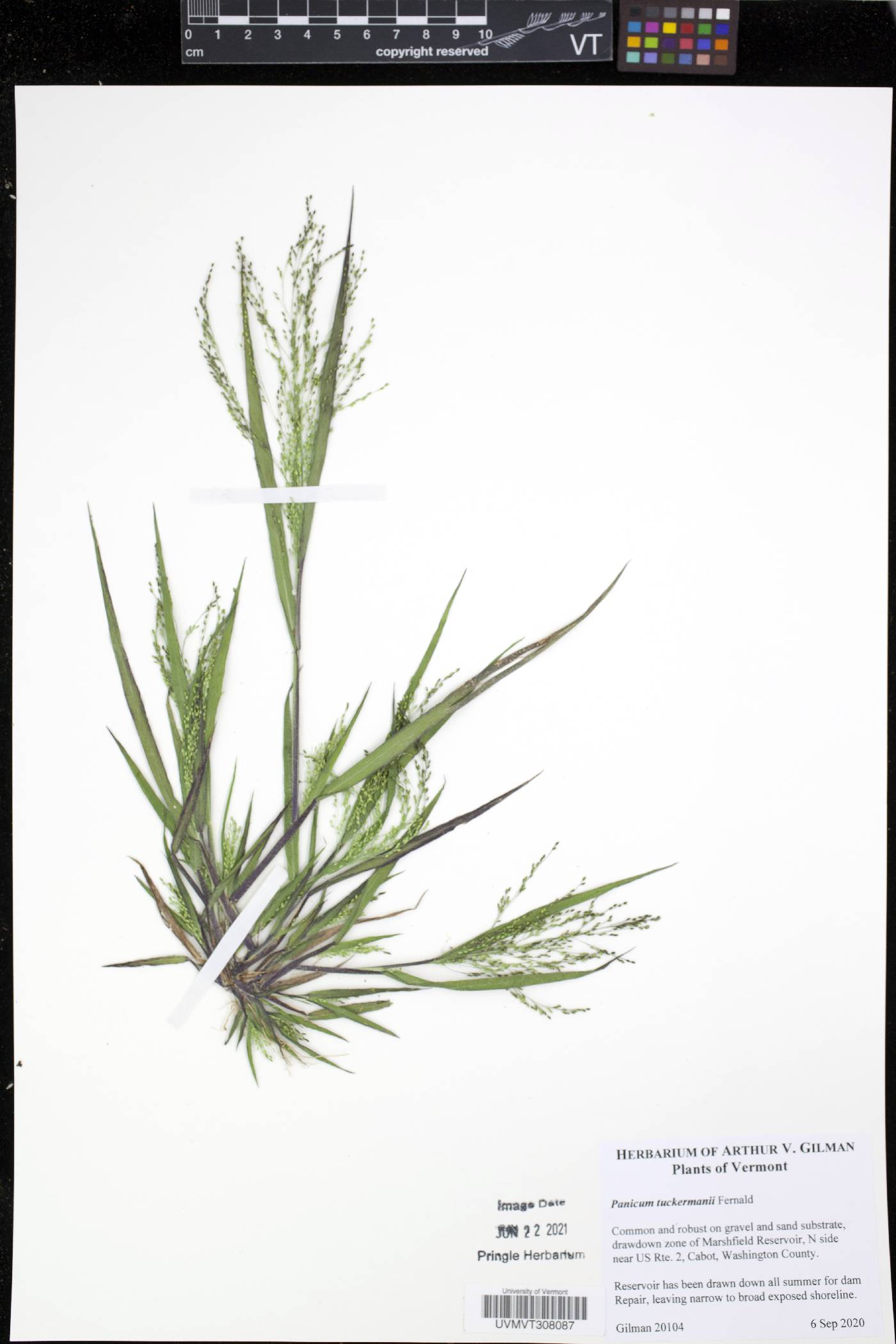 Panicum tuckermanii image