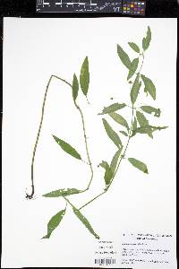 Lysimachia hybrida image