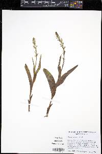 Platanthera flava image