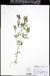 Hypericum majus image