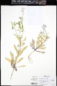 Chorispora tenella image