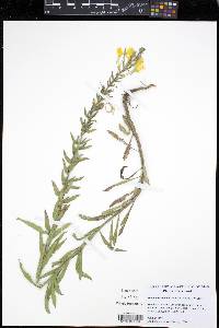 Oenothera clelandii image