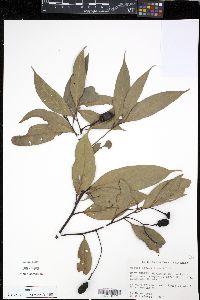 Ocotea cernua image