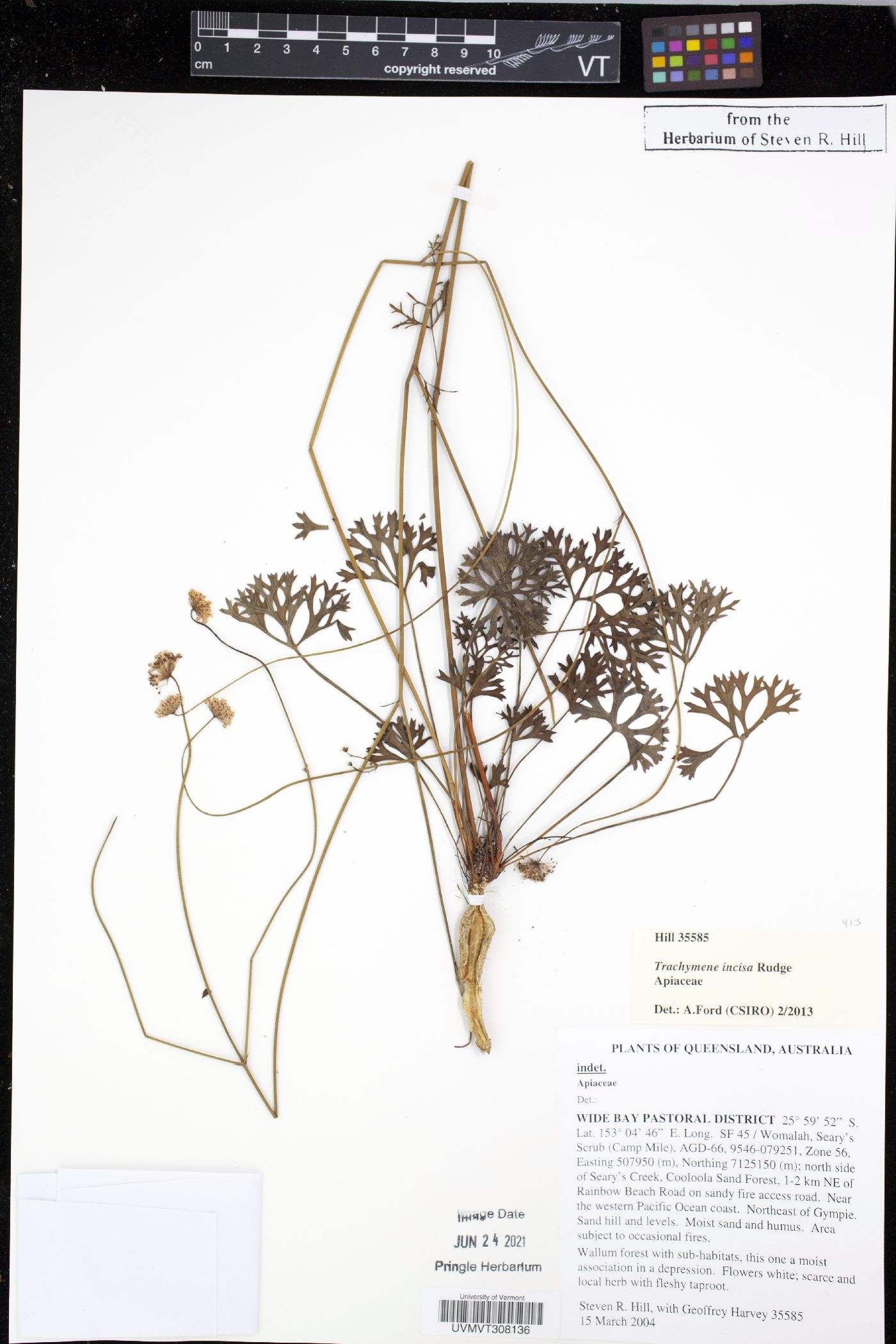 Trachymene incisa image