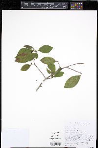 Media resource of Symplocos berteroi