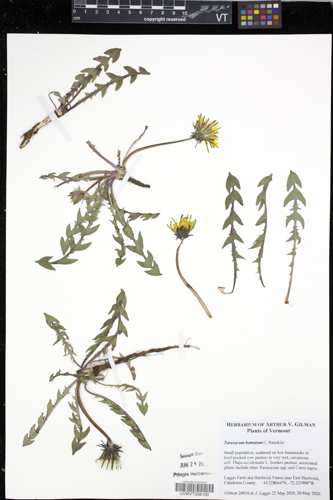 Taraxacum hamatum image