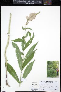 Physostegia virginiana image