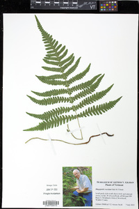 Phegopteris excelsior image