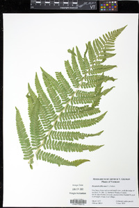 Dryopteris filix-mas image