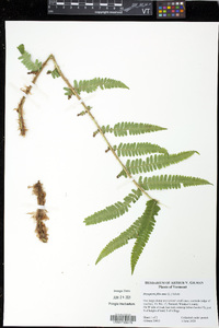 Dryopteris filix-mas image