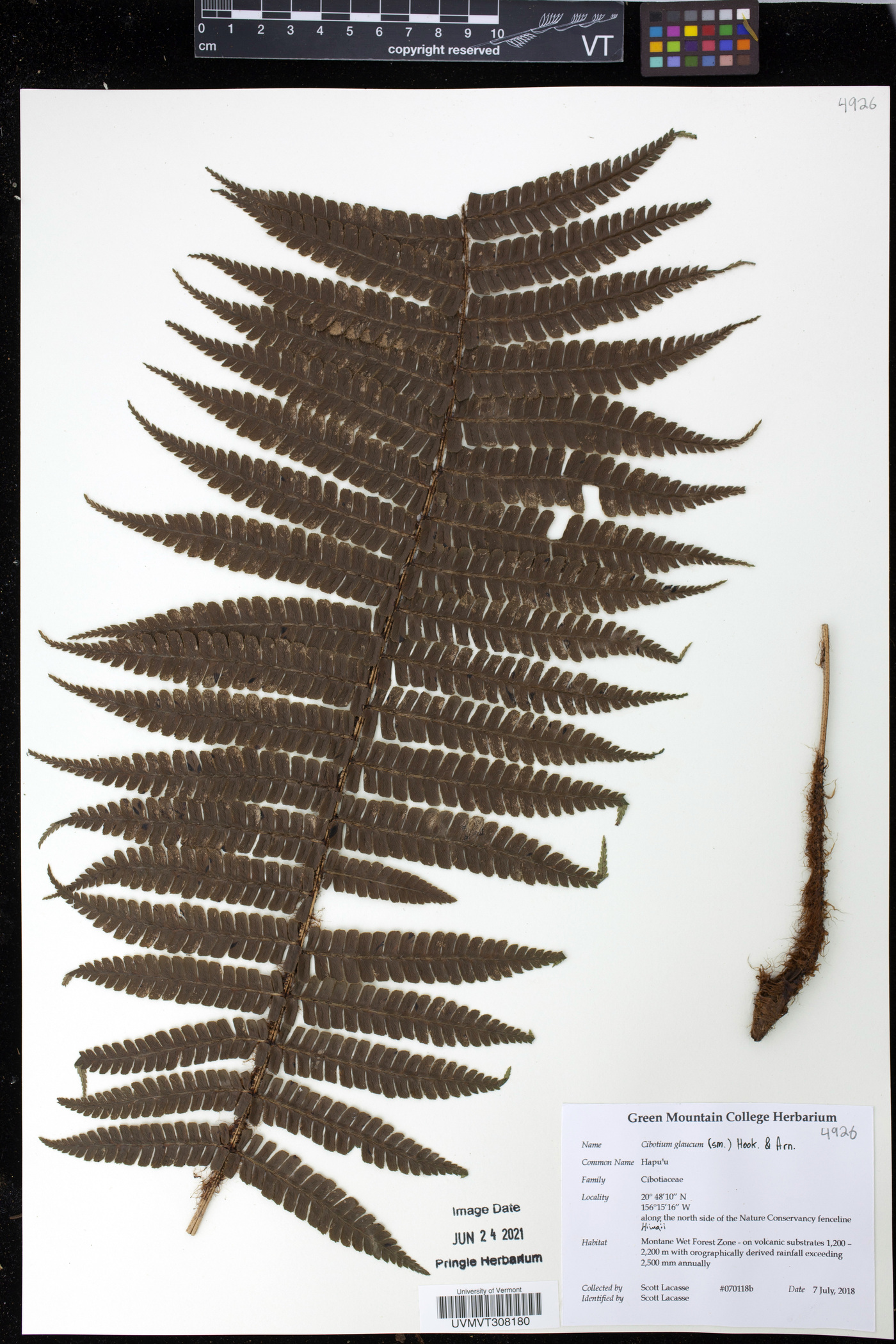 Cibotium glaucum image
