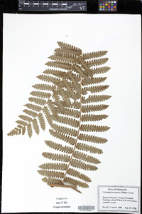 Trichipteris procera image