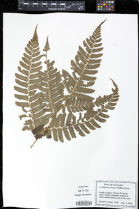 Trichipteris procera image