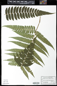Trichipteris procera image