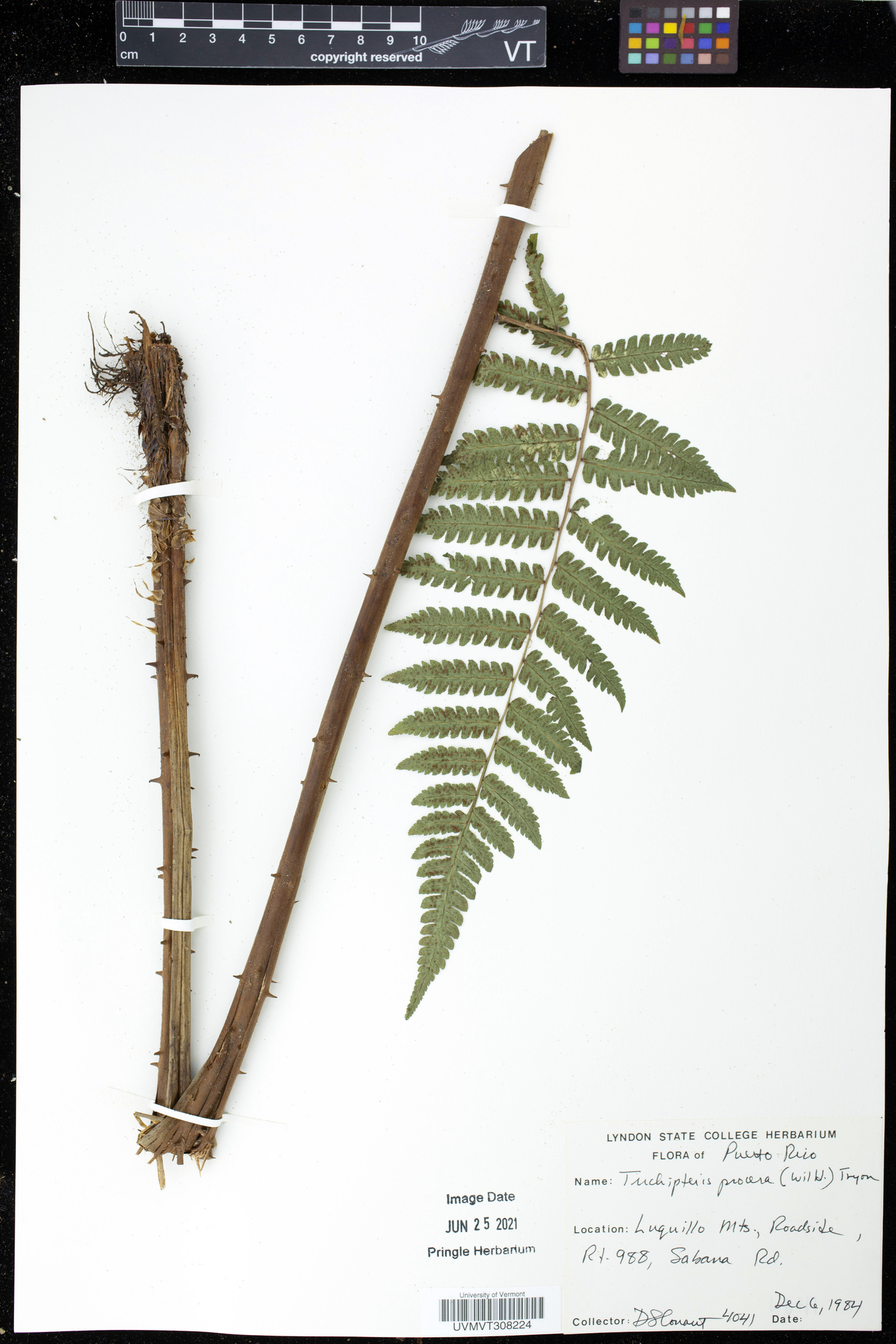Trichipteris image