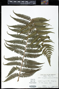 Trichipteris procera image
