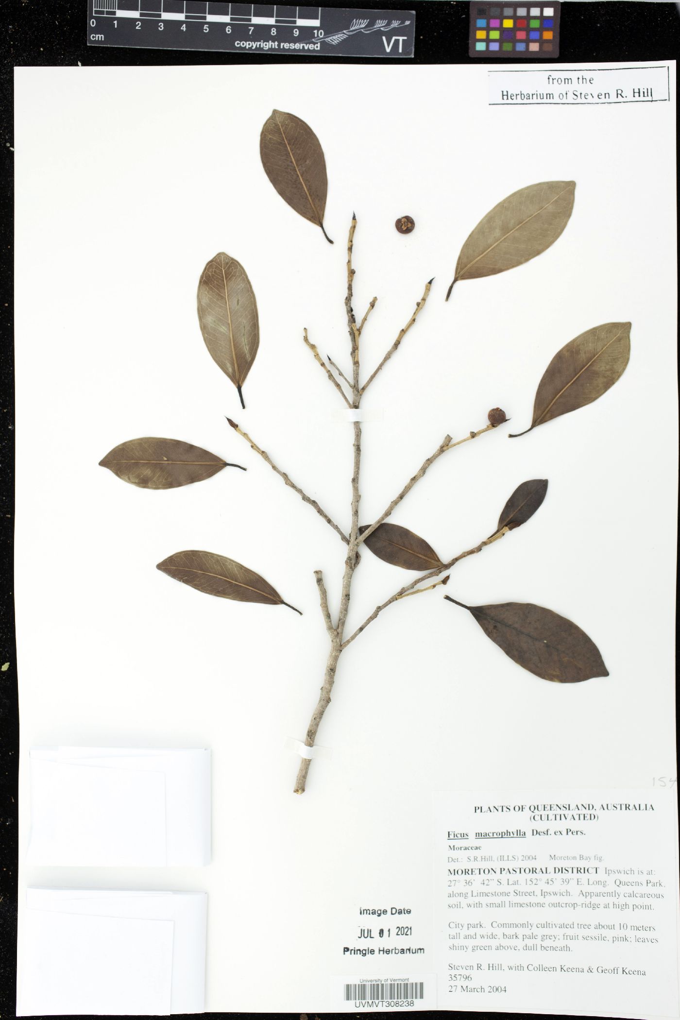 Ficus macrophylla image
