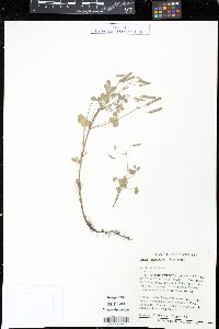 Oxalis priceae image