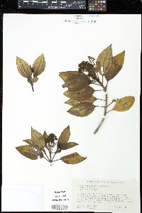 Miconia coriacea image