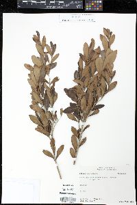 Mosiera androsiana image