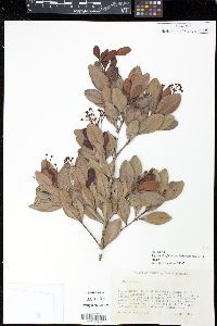 Myrcia citrifolia image