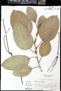 Ficus altissima image
