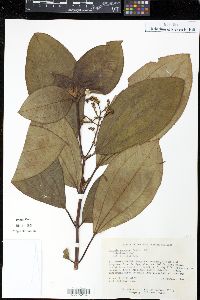 Miconia racemosa image