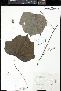 Menispermum canadense image