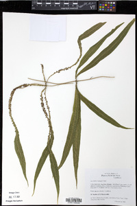 Lygodium versteegii image
