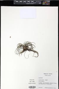 Isoëtes riparia image