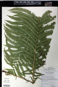 Matteuccia struthiopteris image