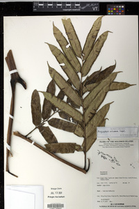 Angiopteris microura image