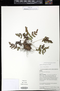 Anemia ferruginea image