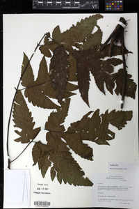 Tectaria latifolia image