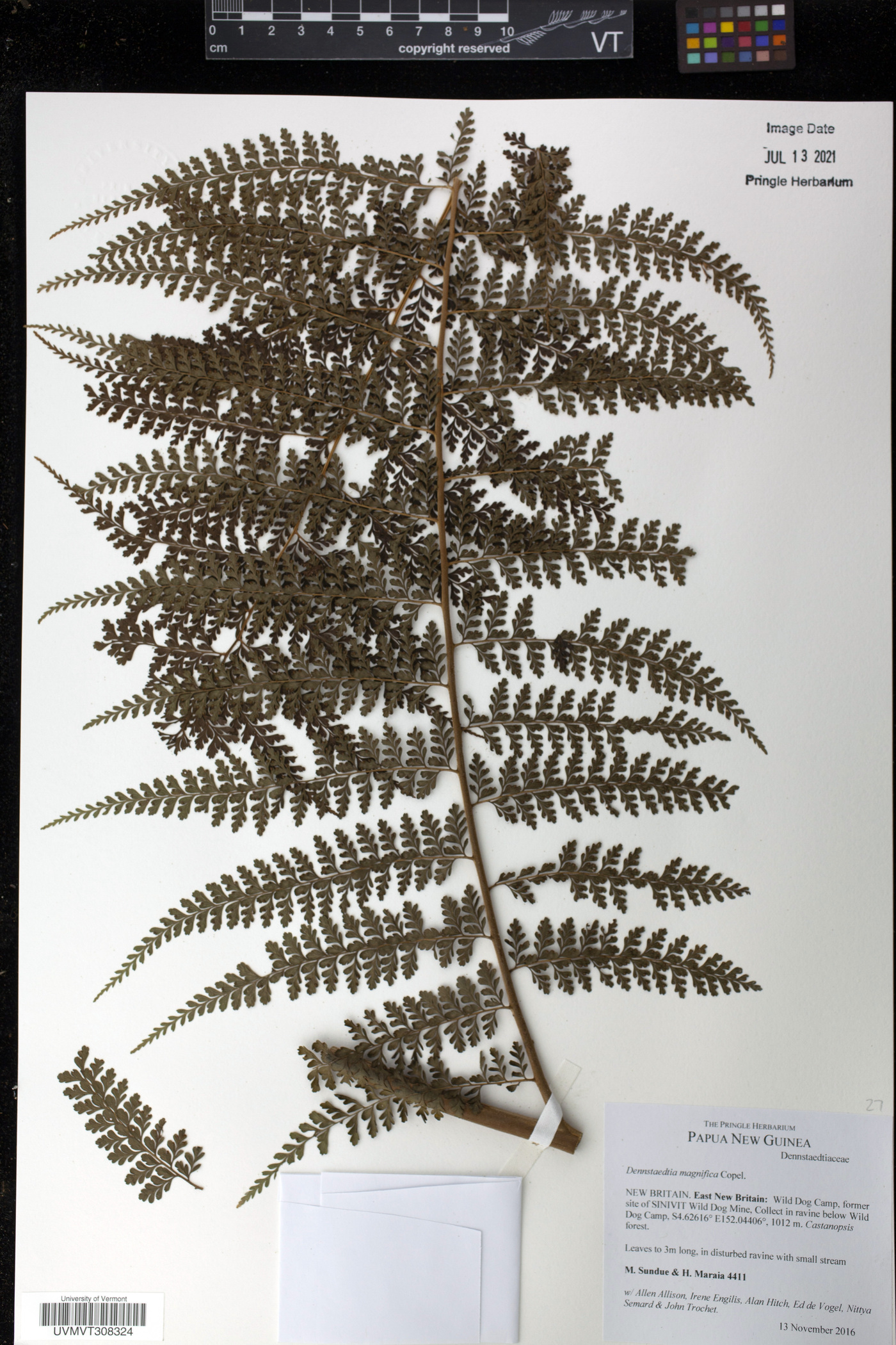 Dennstaedtia magnifica image