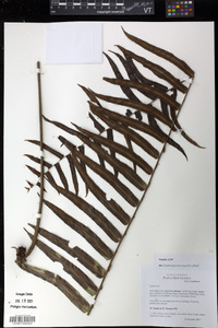 Nephrolepis biserrata image
